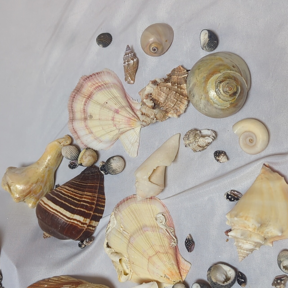Sea Shell Lot 1/4" To 3.5" Beach House Decor Arts Crafts Jewlery 2 Pounds - Picture 3 of 6